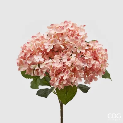 Arbusto de 5 hortensias EDG rosas