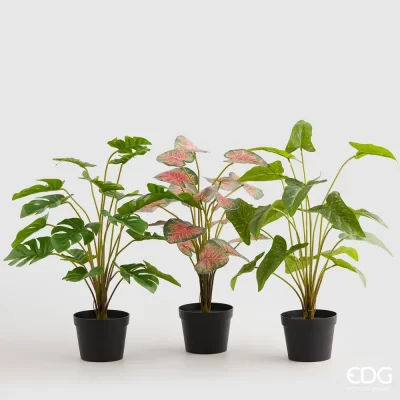 Plantes Arceae artificielles dans des pots EDG h 50 cm