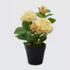 rosa gialla in vaso con boccioli EDG