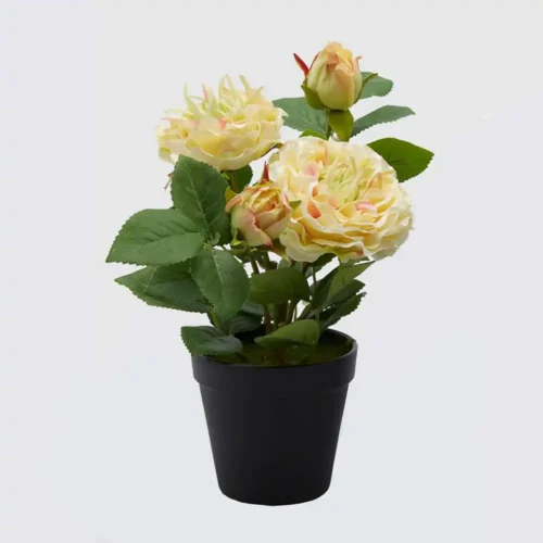 Vase avec roses jaunes et bourgeons EDG