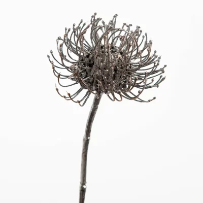 Stelo di protea argentato h 48 cm