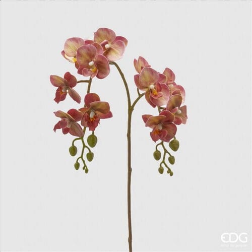 EDG Branche double d'orchidée rose real touch H 62 cm