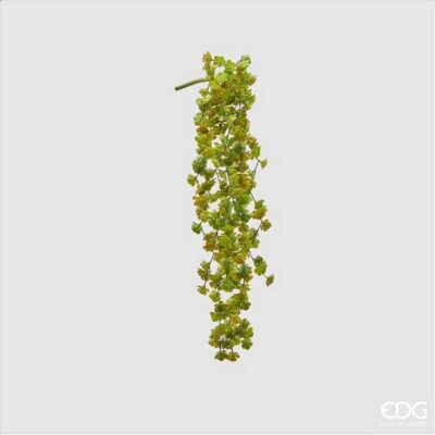 EDG Echeveria Olis Cadente verde sfumato H 44 cm