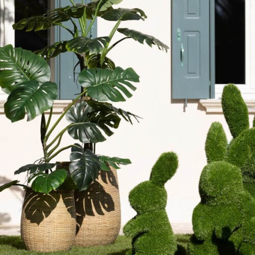 monstera slim
