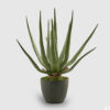 EDG Chic Planta de aloe en maceta h 45 cm