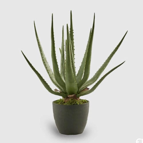 Plante EDG Chic Aloe en pot h 45 cm