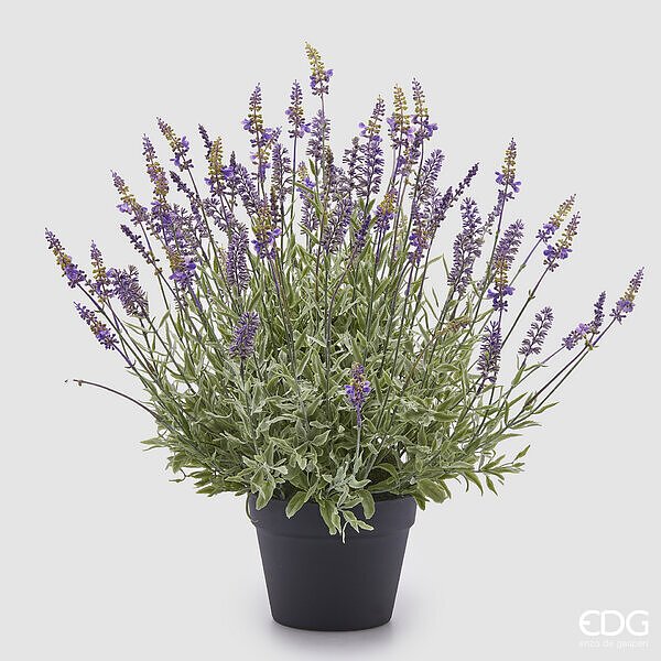 EDG Lavanda en maceta con hojas Alt. 60 cm