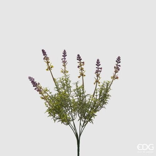EDG Enzo de Gasperi Arbusto Lavanda 44 cm