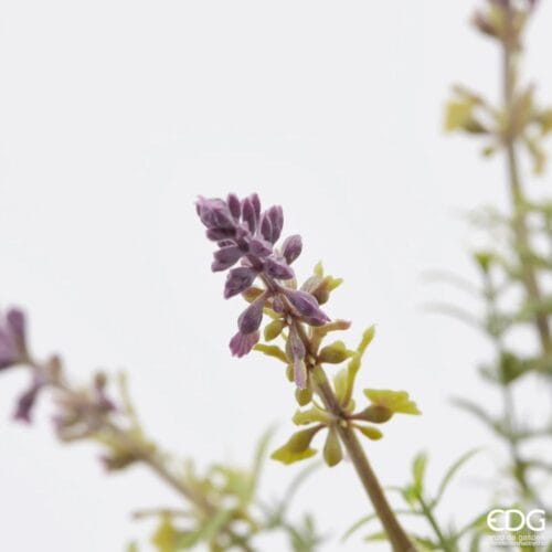 EDG Enzo de Gasperi Arbusto Lavanda 44 cm - Imagen 2