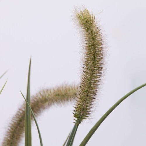 EDG Pianta artificiale Festuca con 7 spighe H 100 cm 3