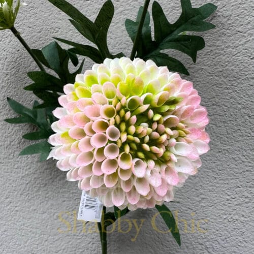 dalia multicolor 2