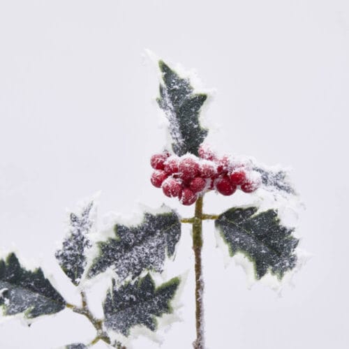 Dettaglio delle foglie innevate e delle bacche rosse del Ramo di Agrifoglio EDG.