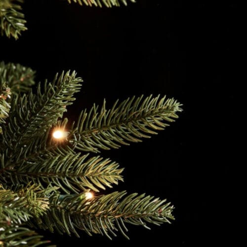 pino slim h 150 enzo de gasperi 2