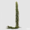 Thuja Festone con Bacche di Enzo De Gasperi - Festone lungo 195 cm con bacche
