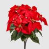 Stella di Natale Bell Cespo X5 di EDG, elegante decorazione natalizia rossa e verde.