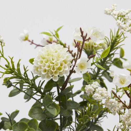 Alternative view of EDG Dahlia Bush H37 avec 5 boutons verts blancs