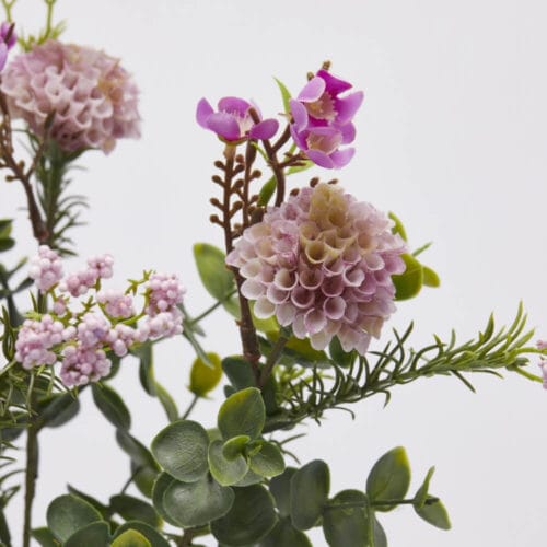 EDG Dalia Cespuglio H37 con 5 BocciolI Fucsia - immagine 2