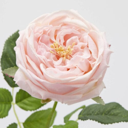 Alternative view of EDG Branche de Rose Elide Rose H 45 cm