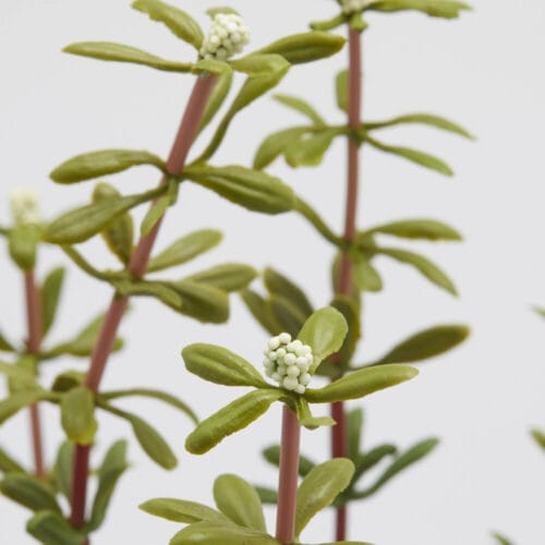 Alternative view of EDG Branche Verte Décorative avec Baies H50