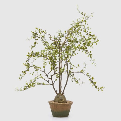 Pianta decorativa con base naturale e rami sottili ornati da foglie verdi, ideale per decorazioni d'interni.
