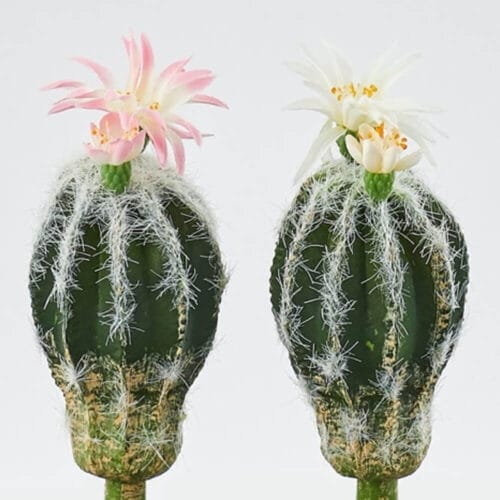 Cactus decorativo con fiore rosa o bianco, dettagli realistici e texture naturale, venduto singolarmente.