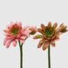 Succulenta EDG con fiore decorativo, disponibile in due colori, rosa intenso e verde naturale, con dettagli realistici su una struttura alta 55 cm.