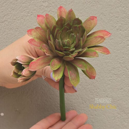 EDG Succulenta con Fiore Echeveria 18 cm (2 colori) - Multicolor