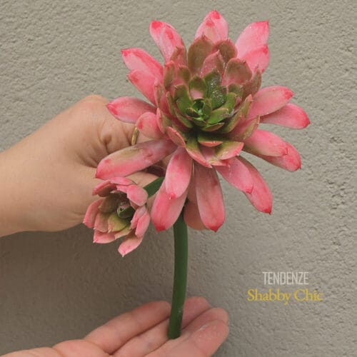 EDG Succulenta con Fiore Echeveria 18 cm (2 colori) - Rosa