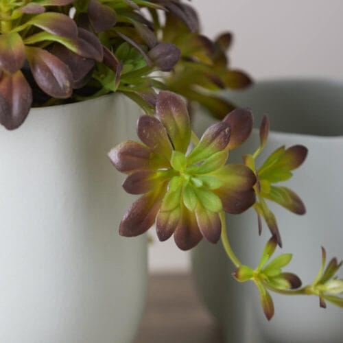 Alternative view of EDG Echeveria Cloche Cadente H30 cm