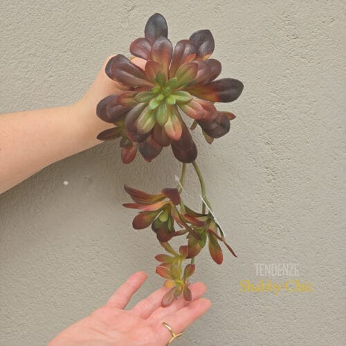 Echeveria Bell Cadente EDG con foglie verdi e bordeaux, ideale per decorazioni sospese o in vaso, altezza 30 cm.