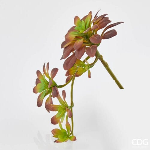 Echeveria Bell Cadente EDG con foglie verdi e bordeaux, ideale per decorazioni sospese o in vaso, altezza 30 cm.