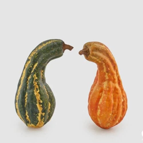 Zucca decorativa allungata EDG, disponibile in versione verde o arancio, superficie irregolare e naturale.