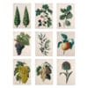 Canovaccio con stampa botanica su fondo avorio, raffigurante frutti, foglie o piante in stile vintage. 9 varianti.