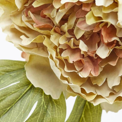 Alternative view of EDG Cespuglio Peonia Époque x5 H50 cm