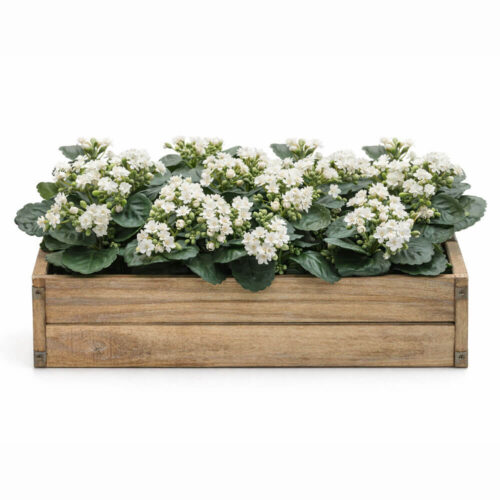 Alternative view of EDG Kalanchoe Bianco Cespuglio H 23 cm