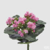EDG Cespuglio Kalanchoe rosa H 23 cm
