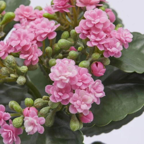 Alternative view of EDG Cespuglio Kalanchoe rosa H 23 cm