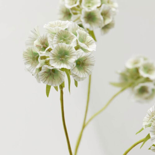 Alternative view of EDG Ramo Scabiosa Bianca 6 Fiori H 66 cm