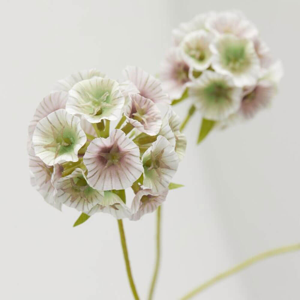 EDG Branche de Scabiosa blanc/rose 6 fleurs H 66 cm 2 EDG Branche de Scabiosa blanc/rose 6 fleurs H 66 cm – Image 2