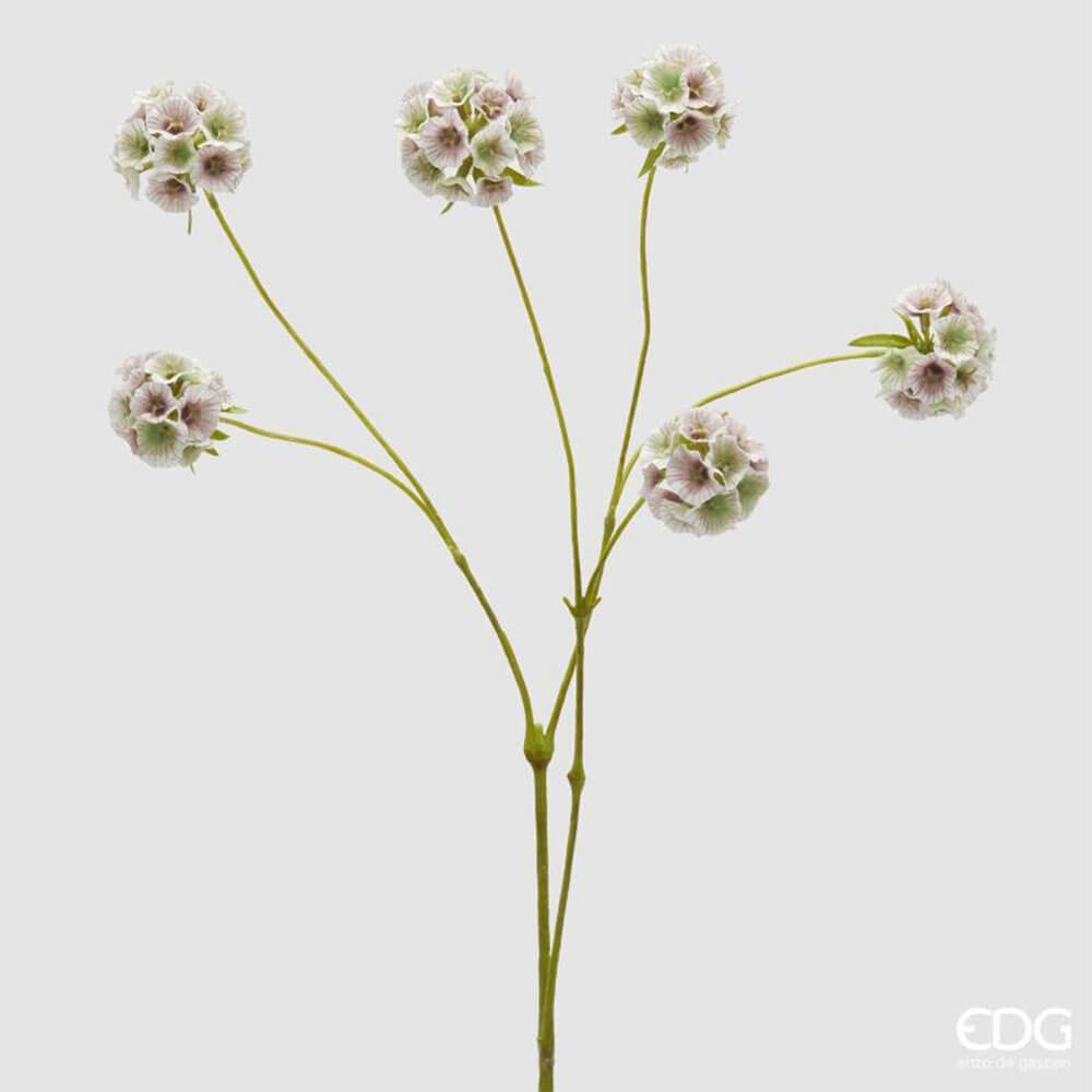 EDG Branche de Scabiosa blanc/rose 6 fleurs H 66 cm 1 EDG Branche de Scabiosa blanc/rose 6 fleurs H 66 cm
