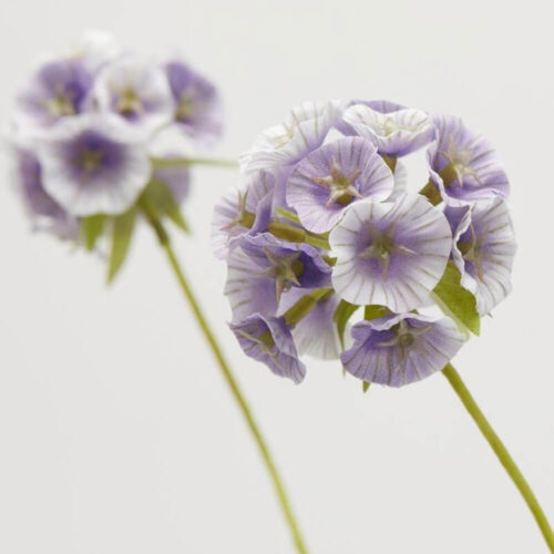 Alternative view of EDG Ramo Scabiosa Lavanda 6 Fiori H 66 cm