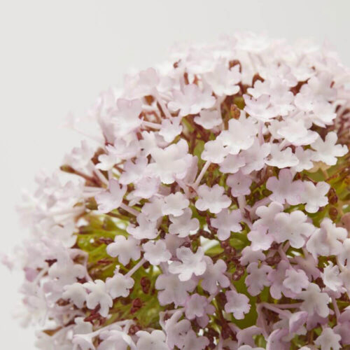 Alternative view of EDG Ramo Allium Rosa Chiaro H 78 cm