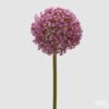 EDG branche artificielle d'allium rose antique avec fleur sphérique, hauteur 78 cm
