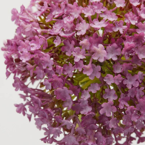 Alternative view of EDG Ramo Allium Rosa Antico H 78 cm