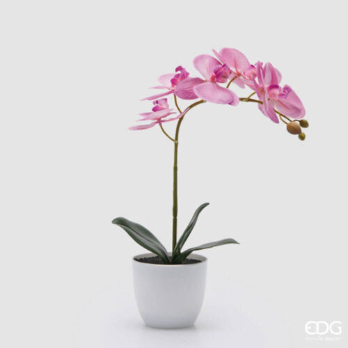EDG Orchidea fucsia con Foglie in Vaso H40 cm