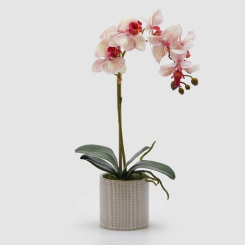 Alternative view of EDG Orchidea Phalaenopsis con Vaso H47 cm