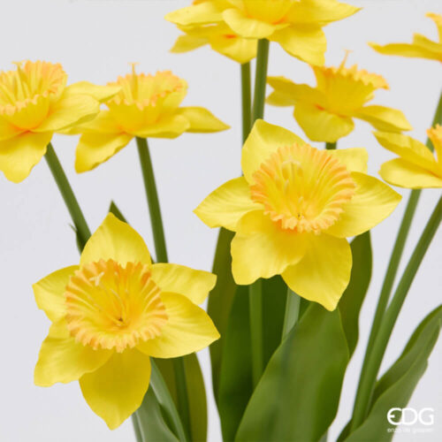 Alternative view of EDG Mazzo 9 Narcisi Gialli con Foglie H 41 cm