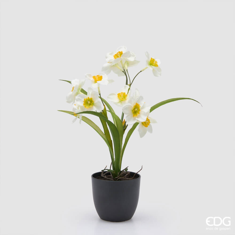 EDG Planta narciso x12 con jarrón H 34 cm 4 EDG Planta narciso x12 con jarrón H 34 cm - Imagen 4