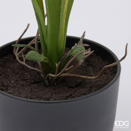 EDG Planta narciso x12 con jarrón H 34 cm 6 2100599A100 3