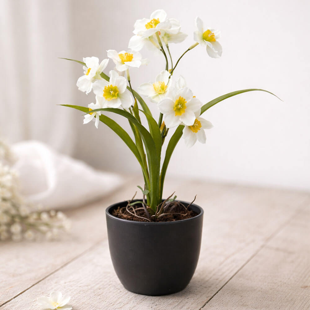EDG Planta narciso x12 con jarrón H 34 cm 1 Planta artificial narciso blanco con centro amarillo en maceta negra mate, elegante estilo EDG.